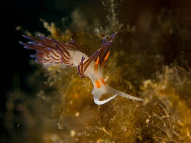 Nudibranchs ortamlarında