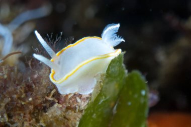 Nudibranchs ortamlarında