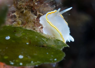 Nudibranchs ortamlarında