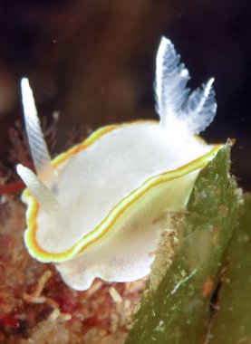 Nudibranchs ortamlarında