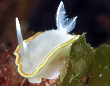 Nudibranchs ortamlarında