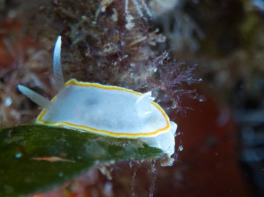 Nudibranchs ortamlarında