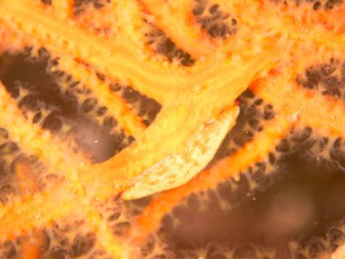 Nudibranchs ortamlarında