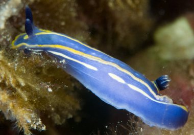 Nudibranchs ortamlarında