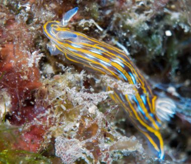 Nudibranchs ortamlarında