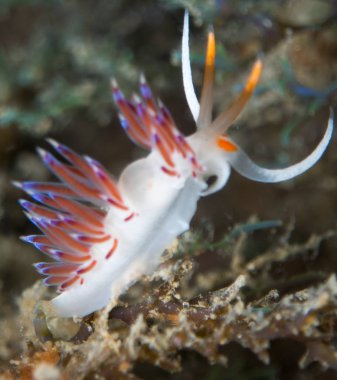 Nudibranchs ortamlarında