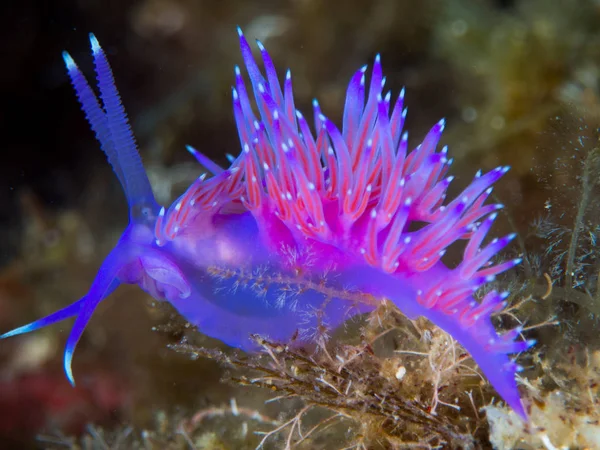 Nudibranchs ortamlarında