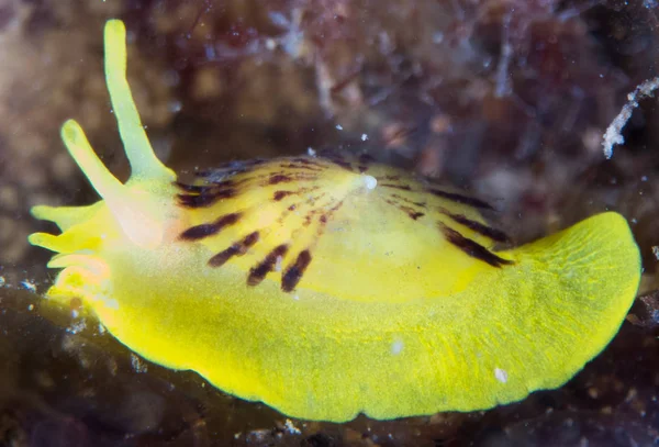 Nudibrânquios Seu Habitat — Fotografia de Stock