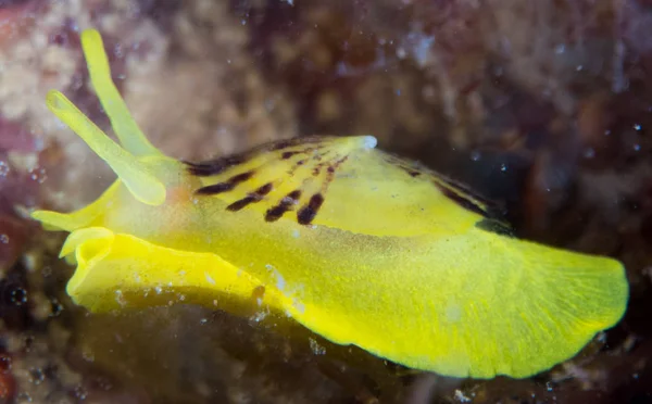 Nudibrânquios Seu Habitat — Fotografia de Stock