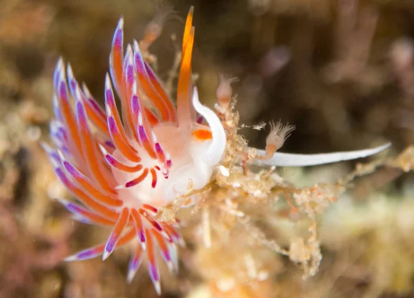 Nudibranchi Nel Loro Habitat — Foto Stock