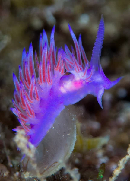 Nudibranchs Habitat — Stock Photo, Image