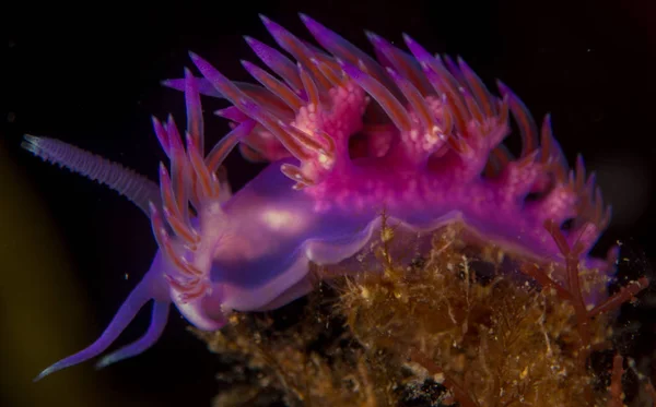 Nudibranchi Nel Loro Habitat — Foto Stock