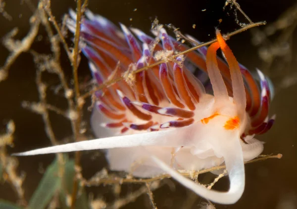 Nudibranchs Habitat — Stock Photo, Image