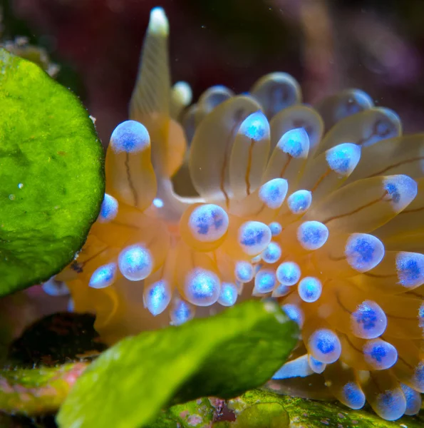 Nudibranchs Élőhelyük — Stock Fotó