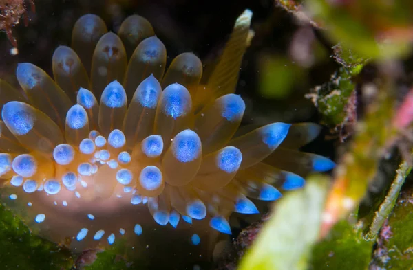 Nudibranchs Ich Naturalnym Siedlisku — Zdjęcie stockowe