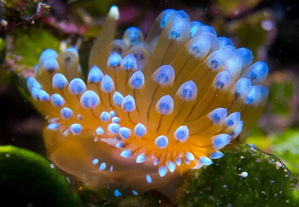 Nudibranquios Hábitat — Foto de Stock