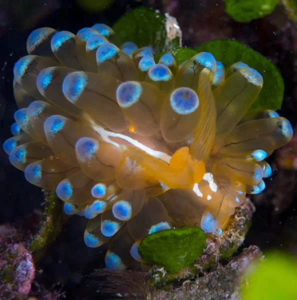 Nudibranchs Élőhelyük — Stock Fotó