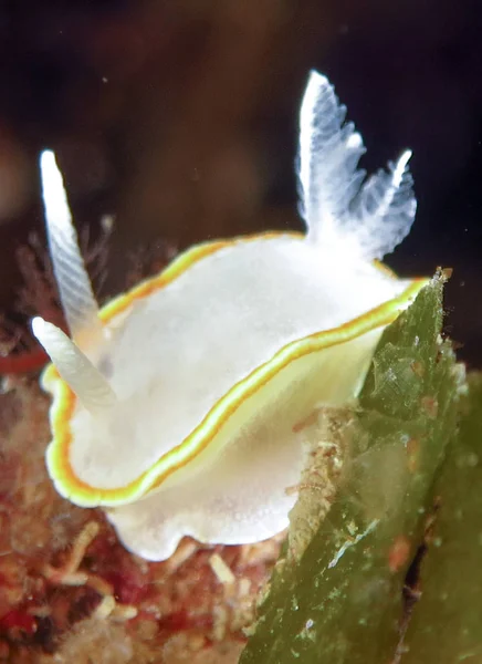 Nudibranchs ortamlarında