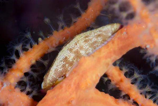 Nudibranquios Hábitat — Foto de Stock