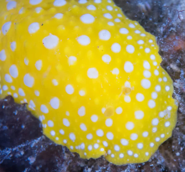 Nudibranchs Jejich Prostředí — Stock fotografie