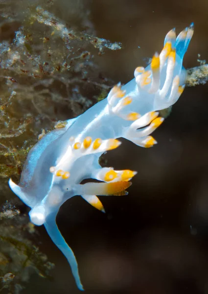 Nudibranchs Ich Naturalnym Siedlisku — Zdjęcie stockowe