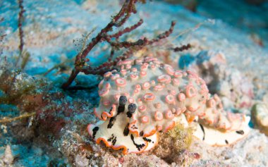 Nudibranchs ortamlarında