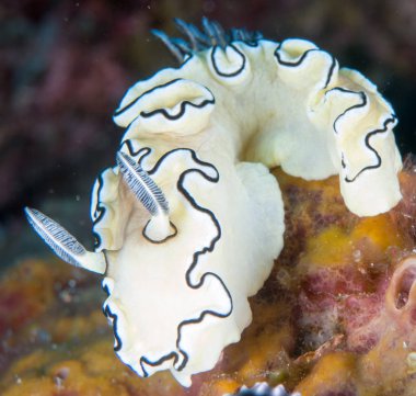 Nudibranchs ortamlarında