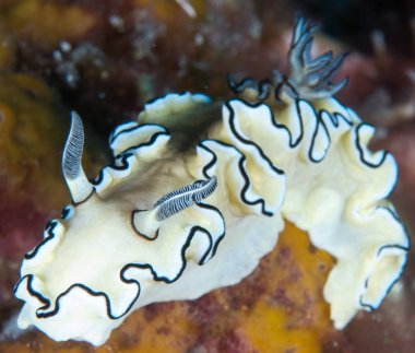 Nudibranchs ortamlarında