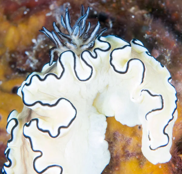 Nudibranchs Élőhelyük — Stock Fotó