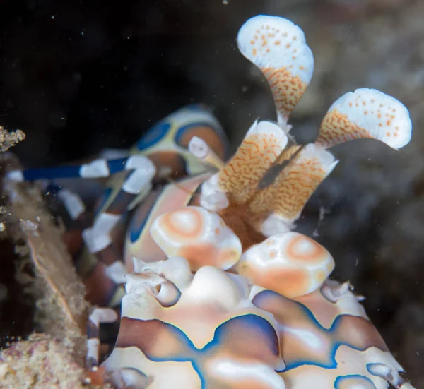 Nudibranches Dans Leur Habitat — Photo