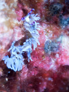 Nudibranchs ortamlarında
