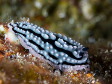 Nudibranchs ortamlarında