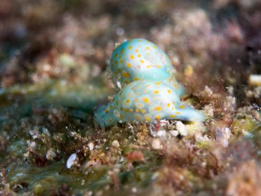 Nudibranchs ortamlarında