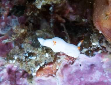 Nudibranchs ortamlarında