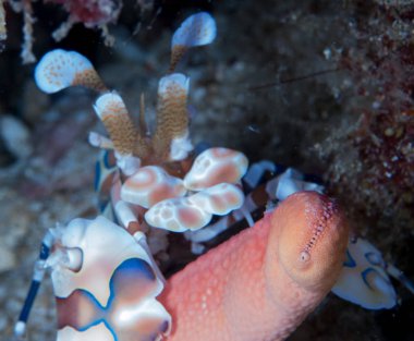 Nudibranchs ortamlarında