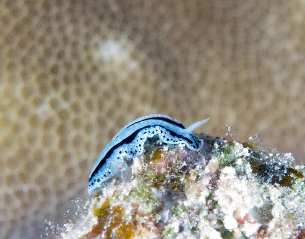 Nudibranches Dans Leur Habitat — Photo