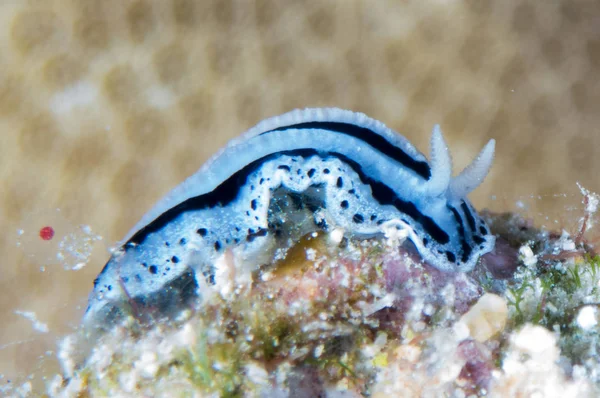 Nudibranchs Ortamlarında — Stok fotoğraf