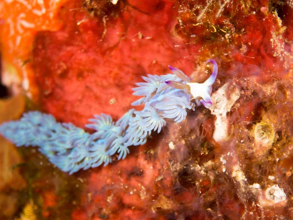 Nudibranchs Élőhelyük — Stock Fotó