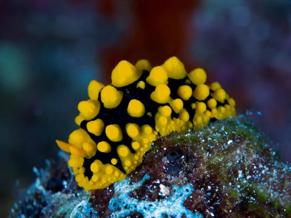 Nudibranchs Élőhelyük — Stock Fotó