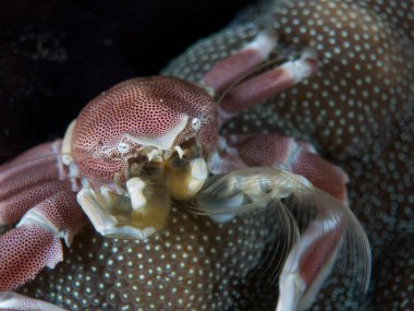 Makro ile kendi ortamlarında deniz yengeç