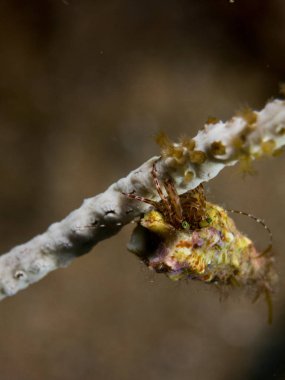Makro ile kendi ortamlarında deniz yengeç