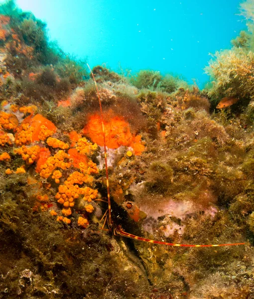 lobster at sea on the Costa Brava