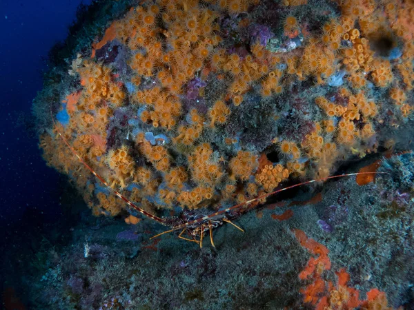 lobster at sea on the Costa Brava