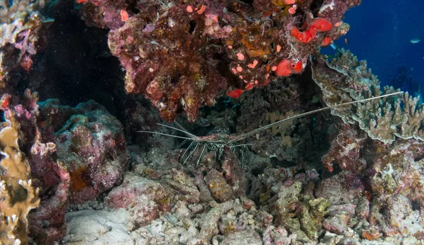 lobster at sea on the Costa Brava