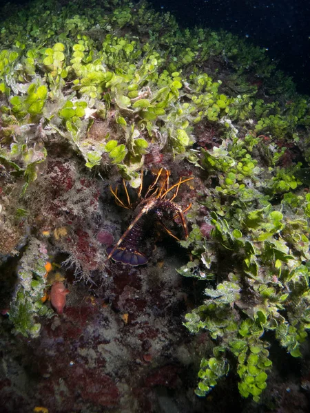 lobster at sea on the Costa Brava