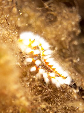 Costa Brava, Akdeniz üzerinde omurgasızını