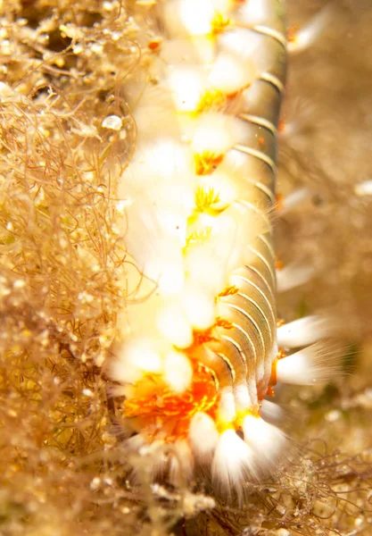 Nudibranch Costa Brava Mar Mediterrâneo — Fotografia de Stock