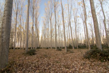 İspanya 'da sonbaharda orman