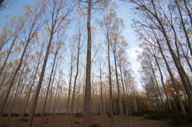 İspanya 'da sonbaharda orman