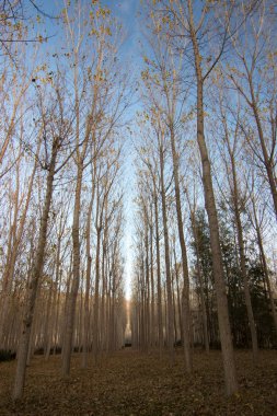 İspanya 'da sonbaharda orman